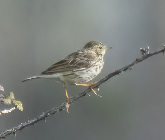 Meadow Pipit - ML619875759
