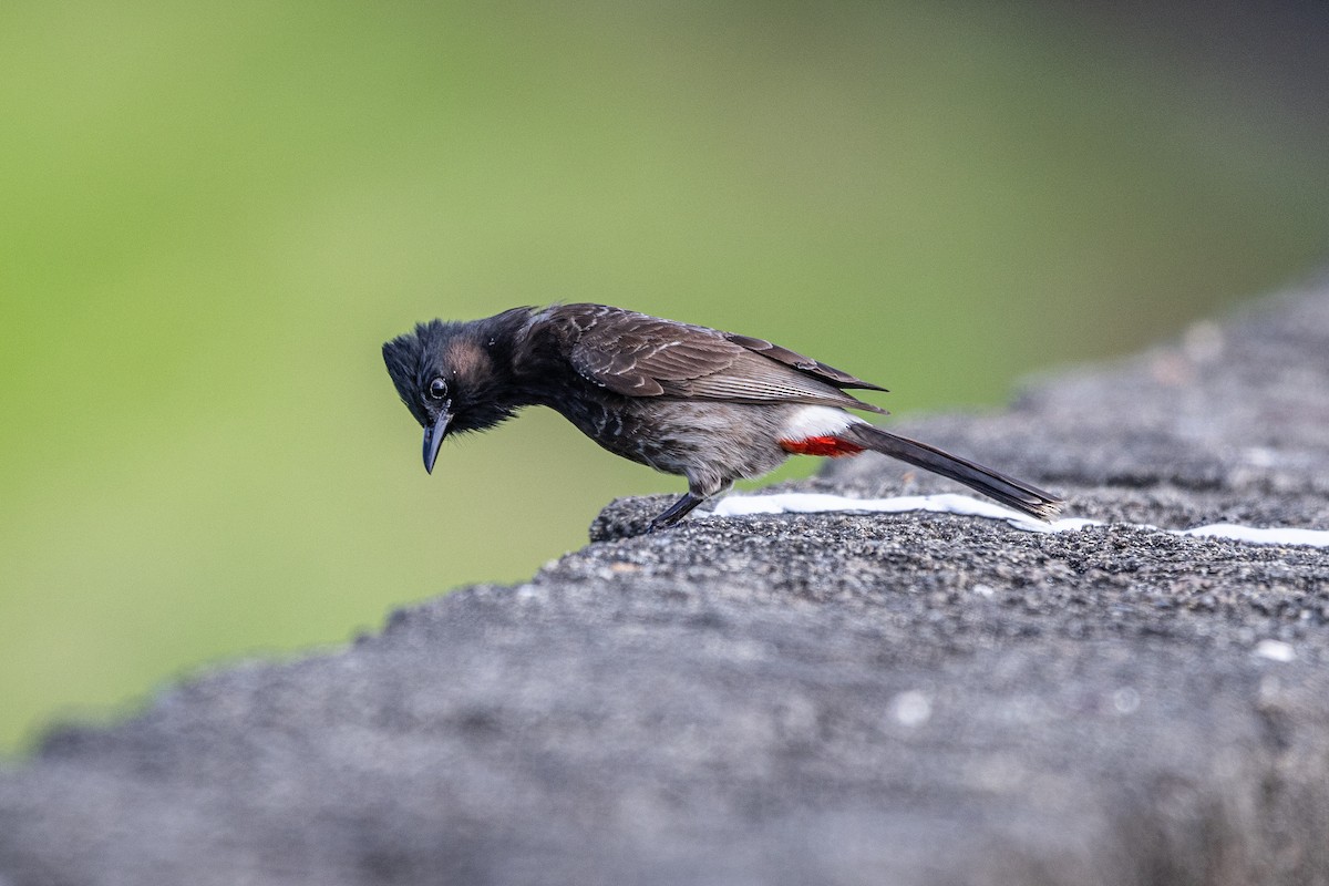Red-vented Bulbul - ML619875760