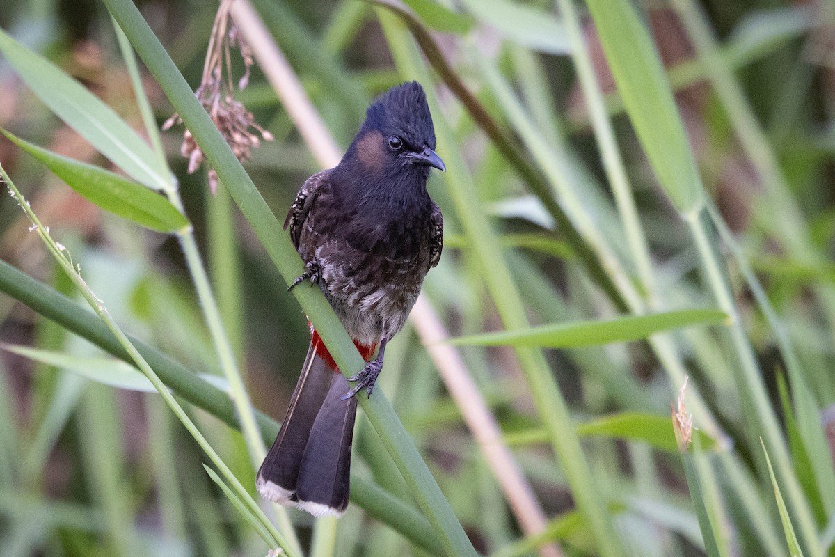 Red-vented Bulbul - ML619875761