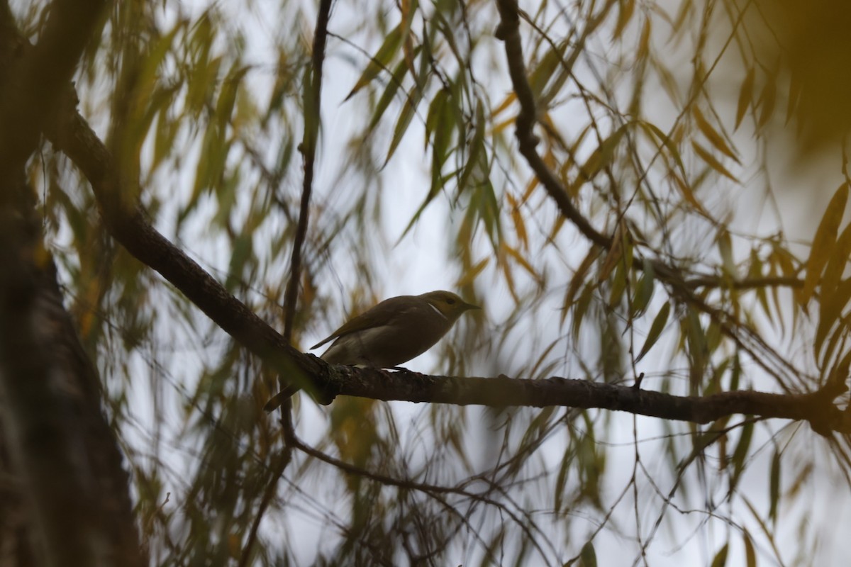 White-naped Honeyeater - ML619875781