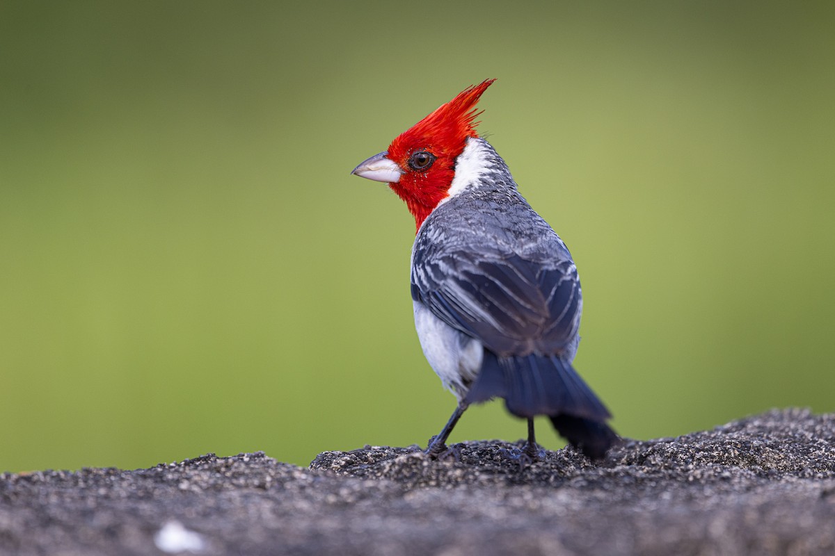 Red-crested Cardinal - ML619875786
