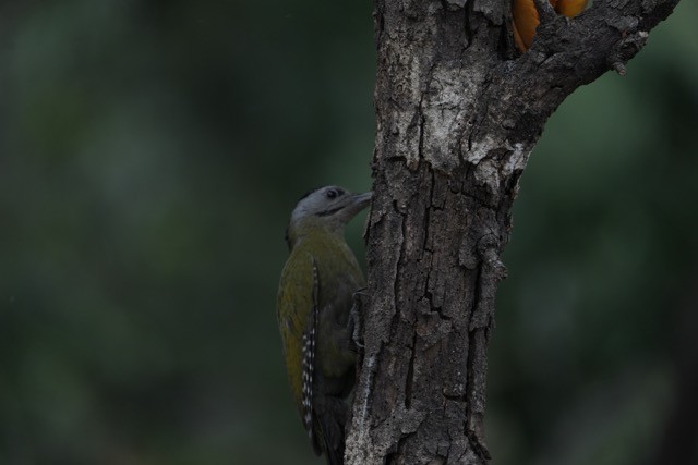 Gray-headed Woodpecker - ML619875788