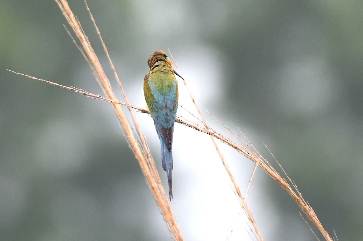 Blue-tailed Bee-eater - ML619875807