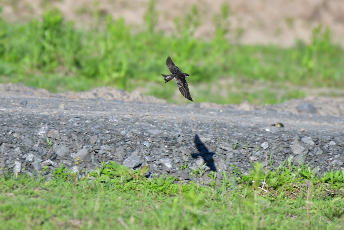 Golondrina Bicolor - ML619875810