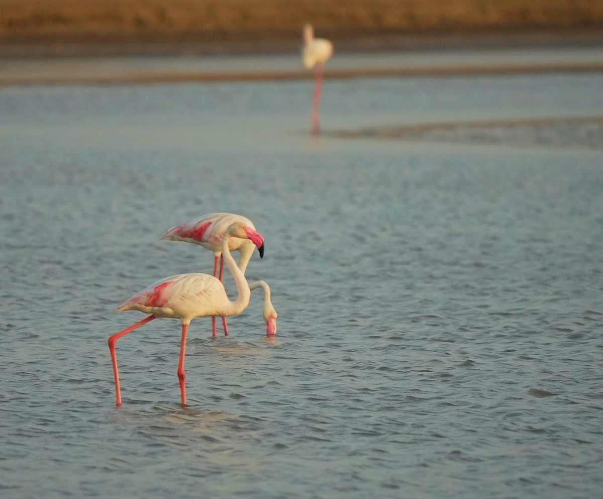 Greater Flamingo - ML619875822