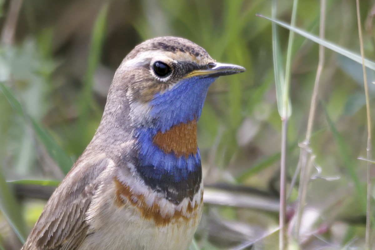 Bluethroat (Red-spotted) - ML619875823