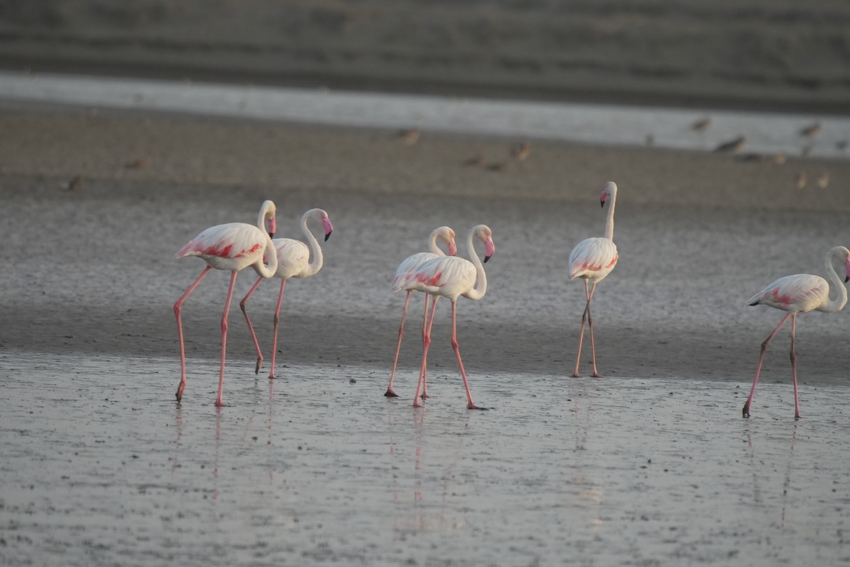 Greater Flamingo - ML619875824