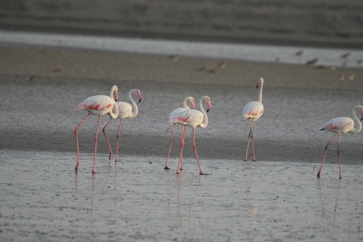 rosenflamingo - ML619875824