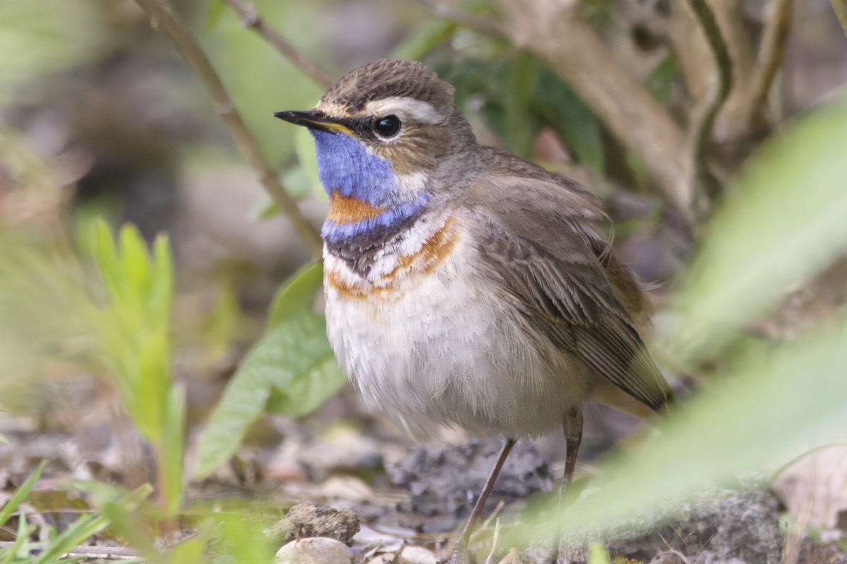 Bluethroat (Red-spotted) - ML619875825
