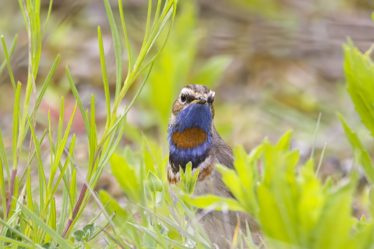 Bluethroat (Red-spotted) - ML619875826
