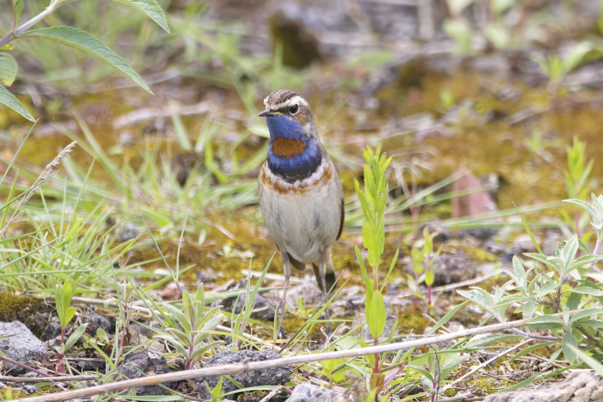 Bluethroat (Red-spotted) - ML619875827