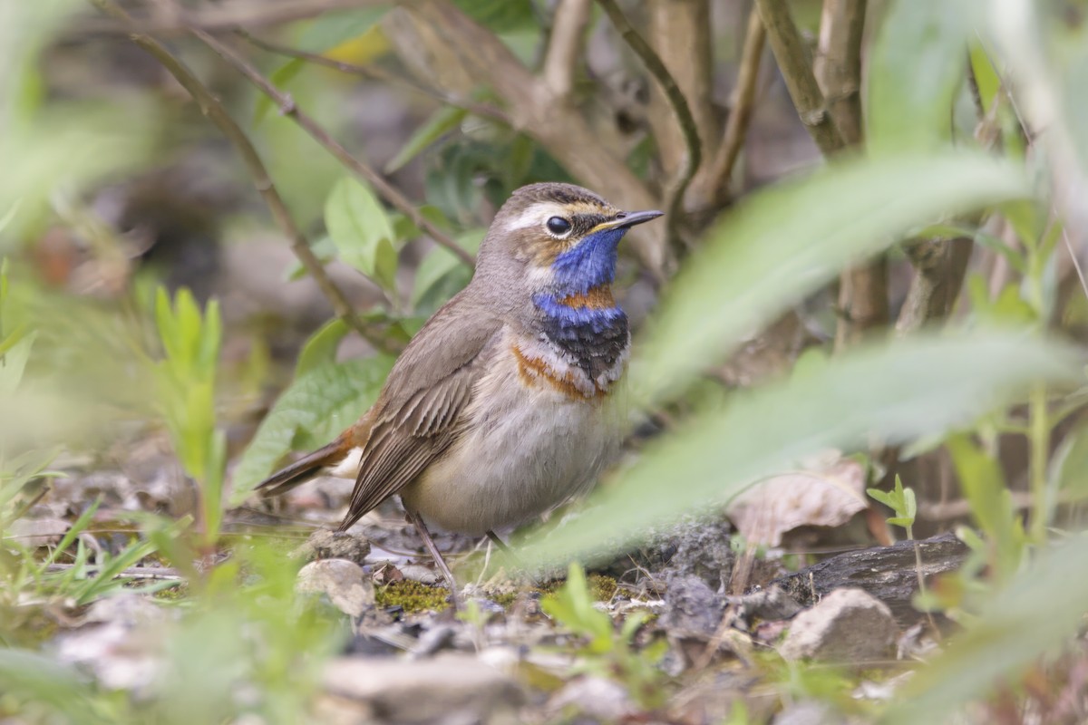 Bluethroat (Red-spotted) - ML619875828