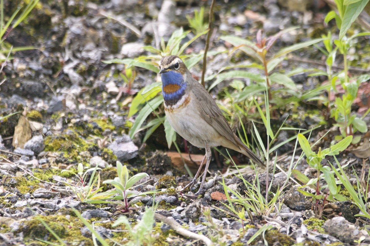 Bluethroat (Red-spotted) - ML619875829