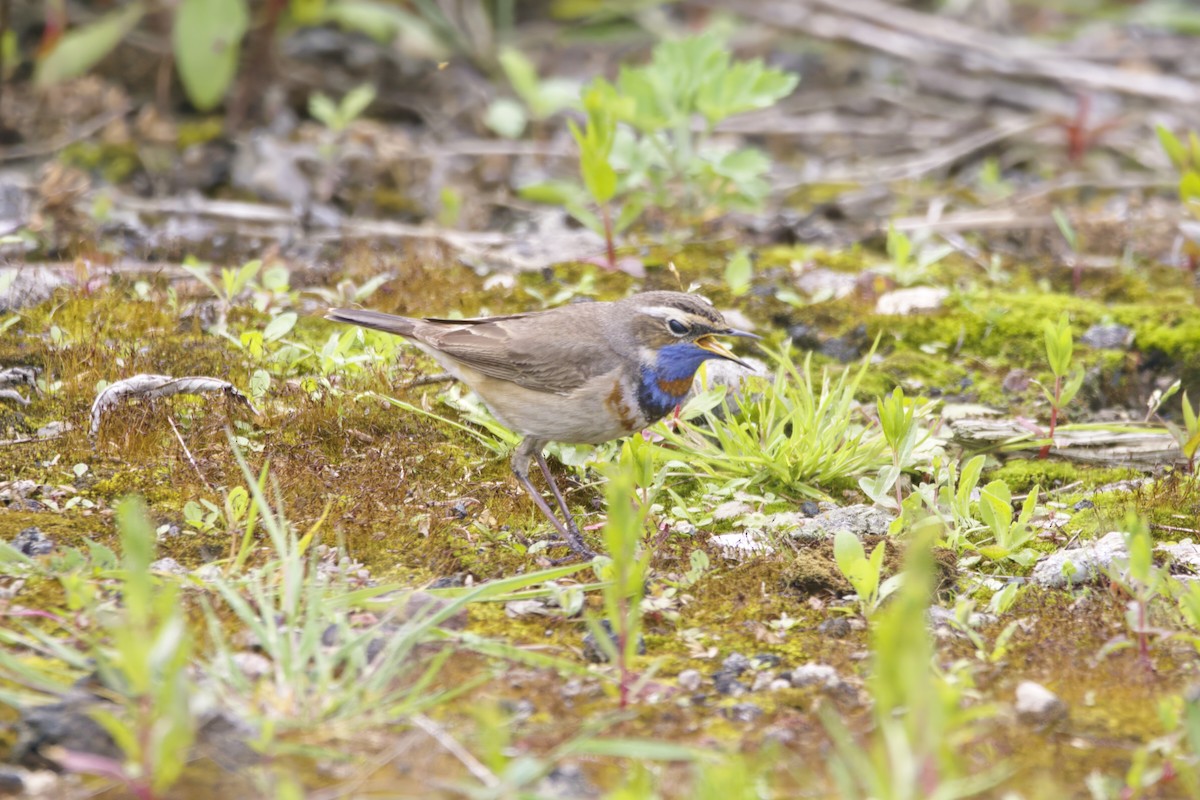 Bluethroat (Red-spotted) - ML619875830