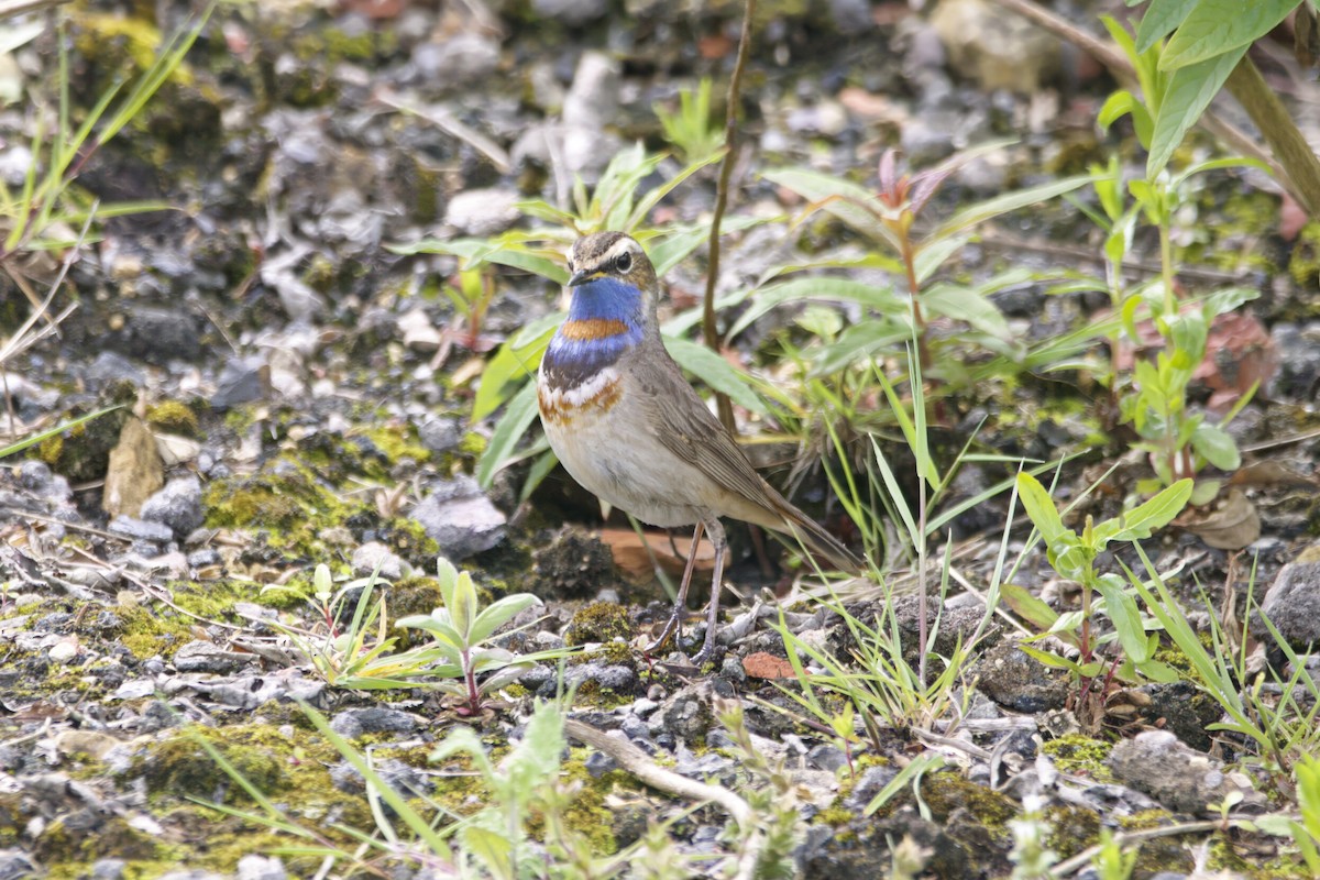 Bluethroat (Red-spotted) - ML619875831