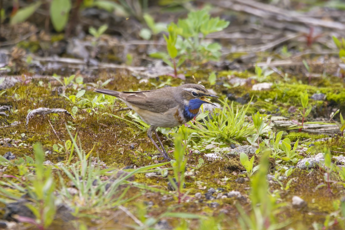 Bluethroat (Red-spotted) - ML619875832