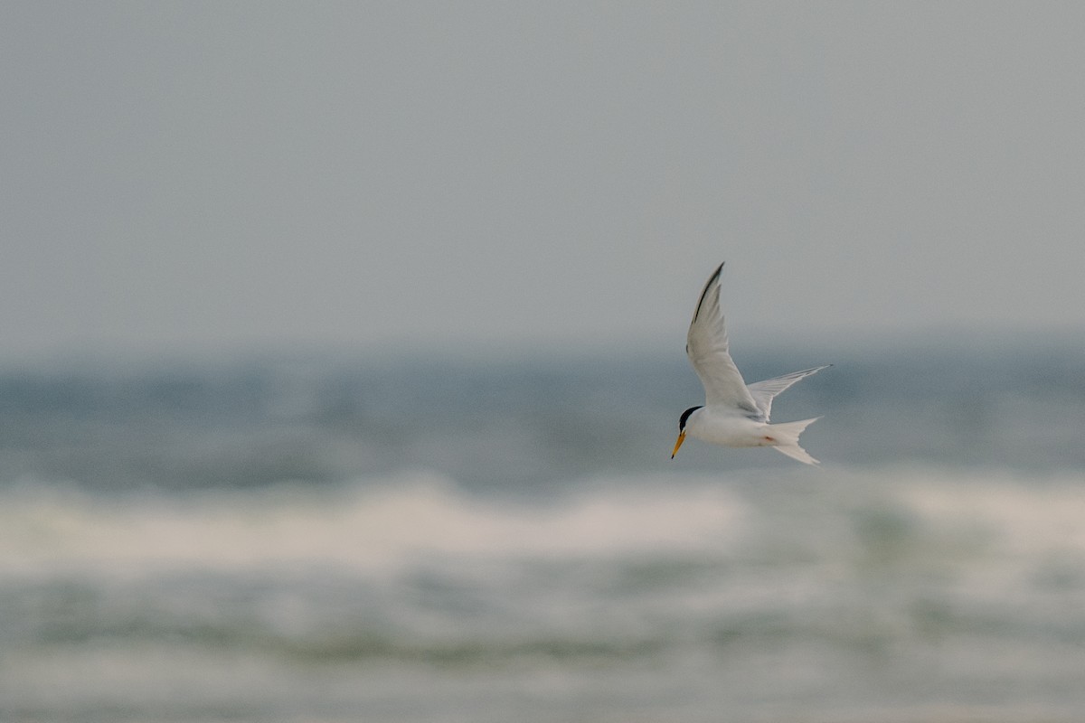 Little Tern - ML619875845