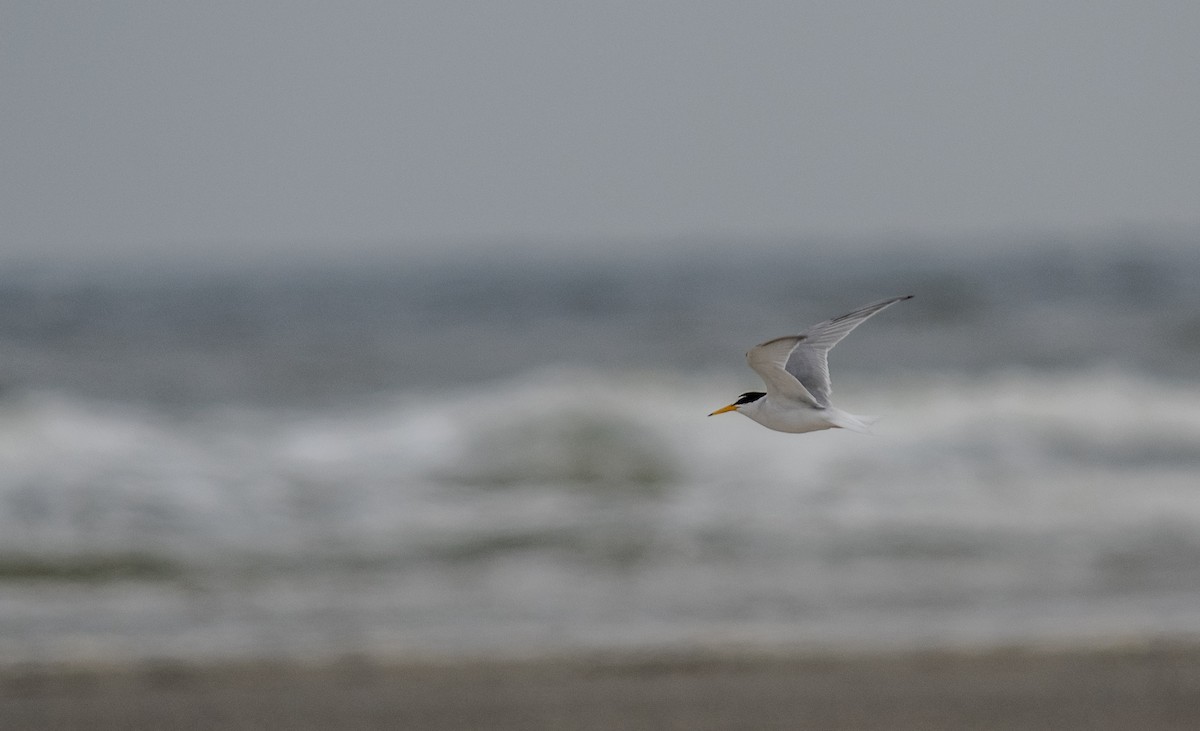 Little Tern - Joppe Lodewijks