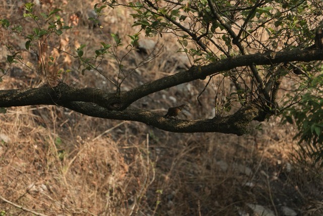 Dark-sided Thrush - ML619875848