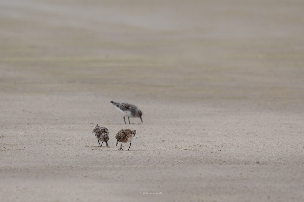 Sanderling - ML619875849