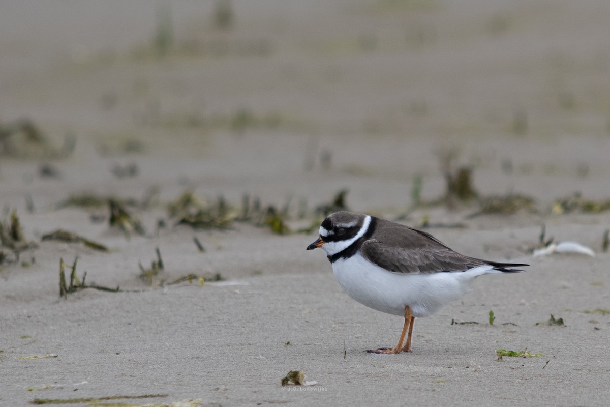 Common Ringed Plover - ML619875850