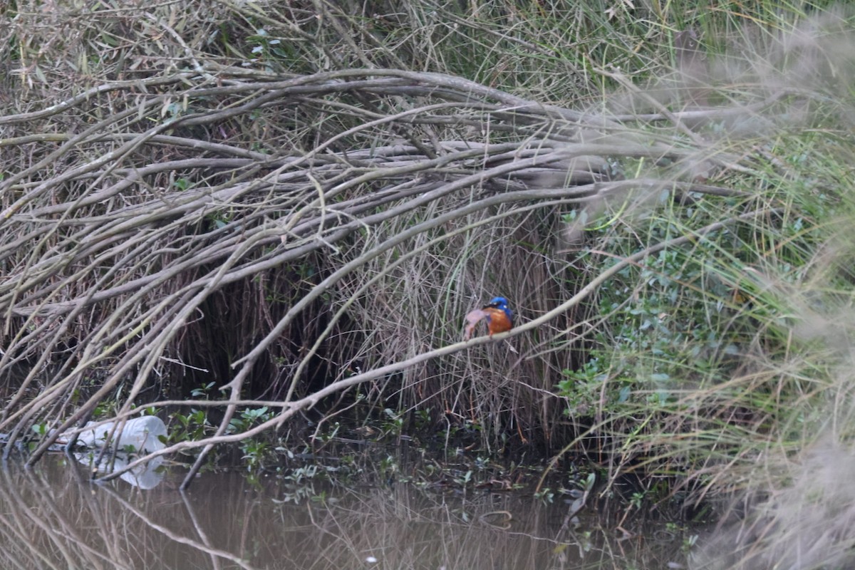 Azure Kingfisher - ML619875864