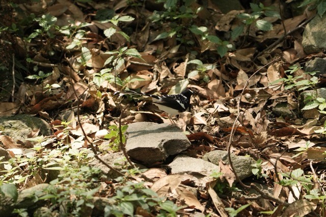 Spotted Forktail - ML619875888