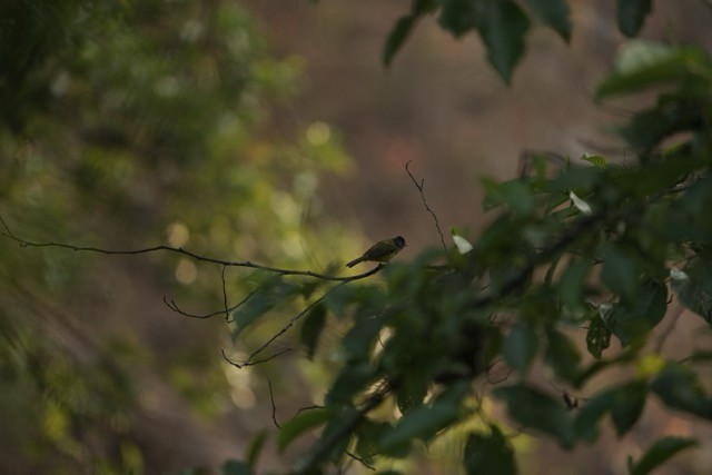 Gray-hooded Warbler - ML619875920