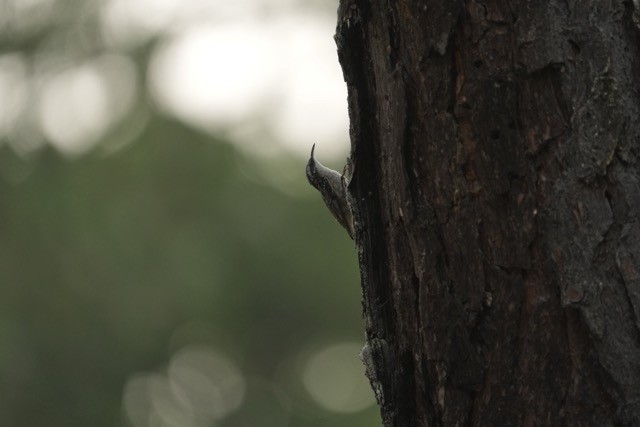 Bar-tailed Treecreeper - ML619875943