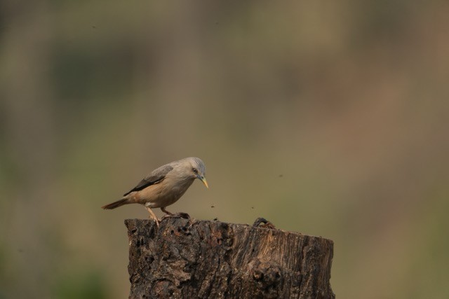 Chestnut-tailed Starling - ML619875946