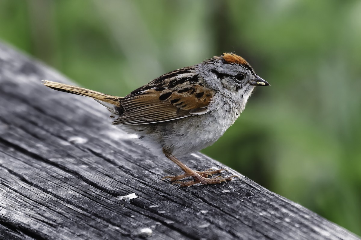 Chipping Sparrow - ML619875950