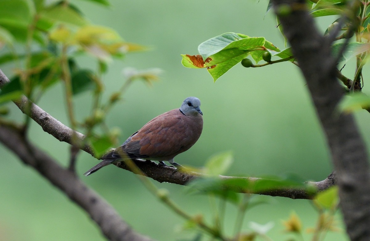 Red Collared-Dove - ML619875952