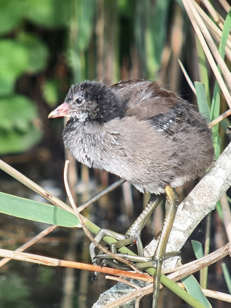 Eurasian Moorhen - ML619875968