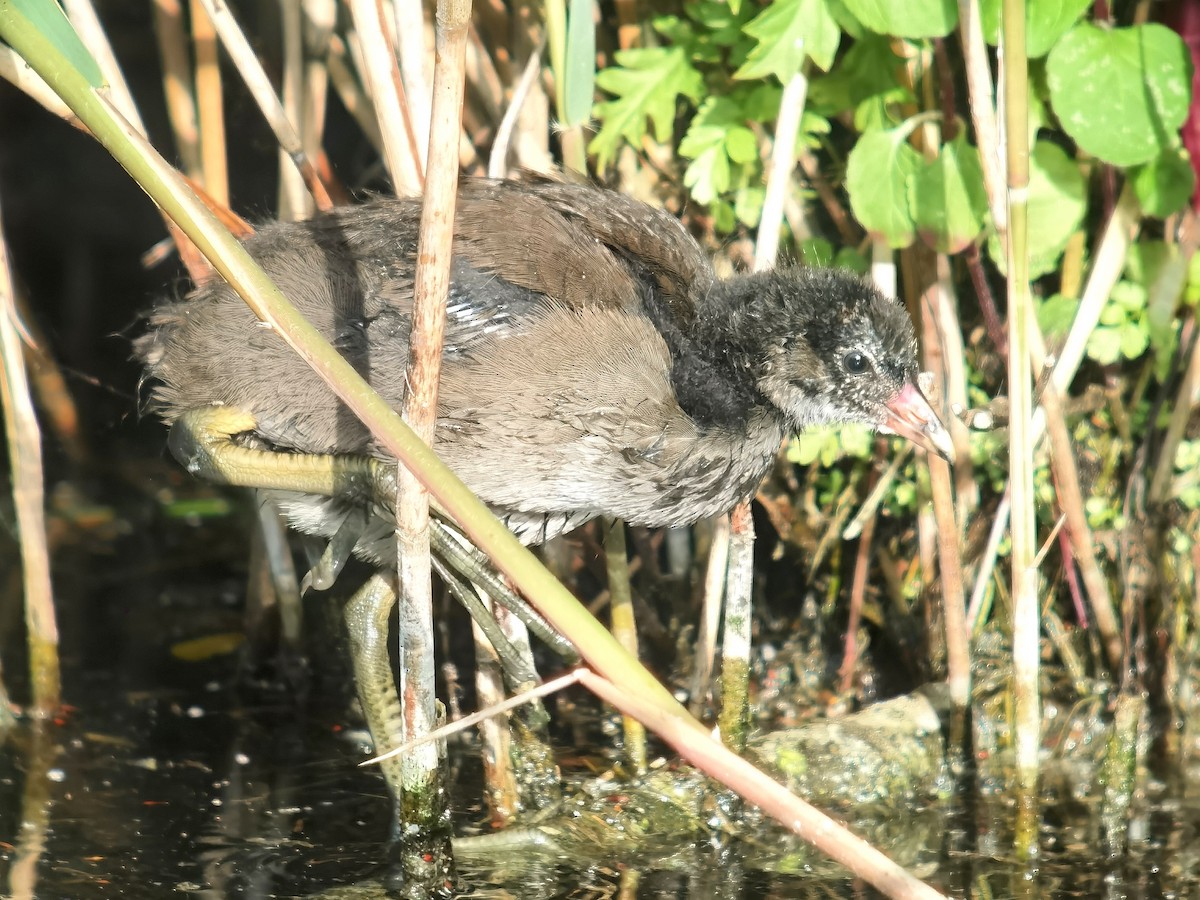 Eurasian Moorhen - ML619875971