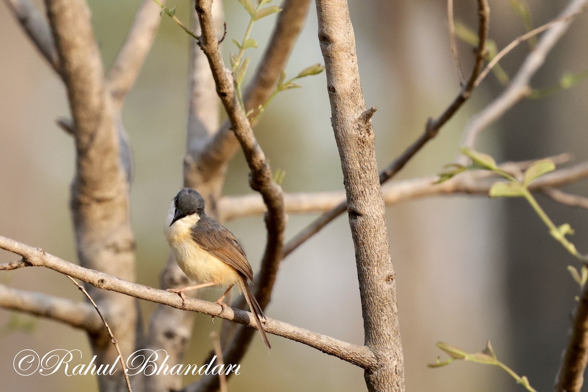 Ashy Prinia - ML619875989