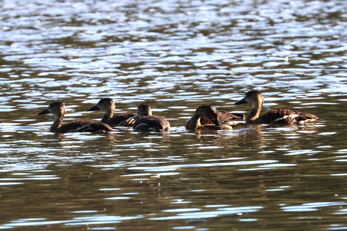 Wandering Whistling-Duck - ML619876006