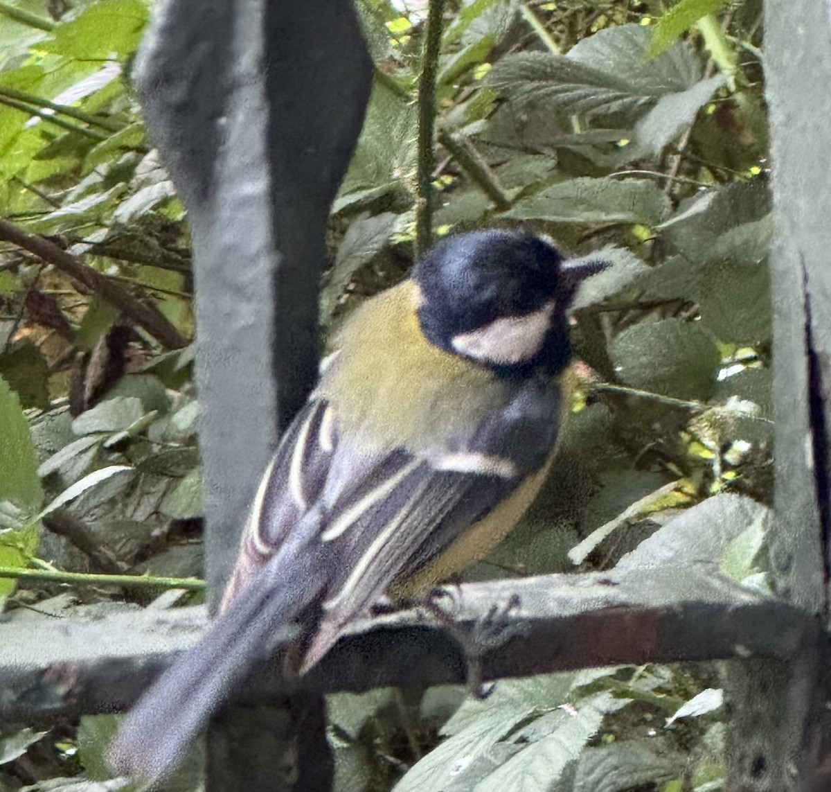 Great Tit - ML619876009