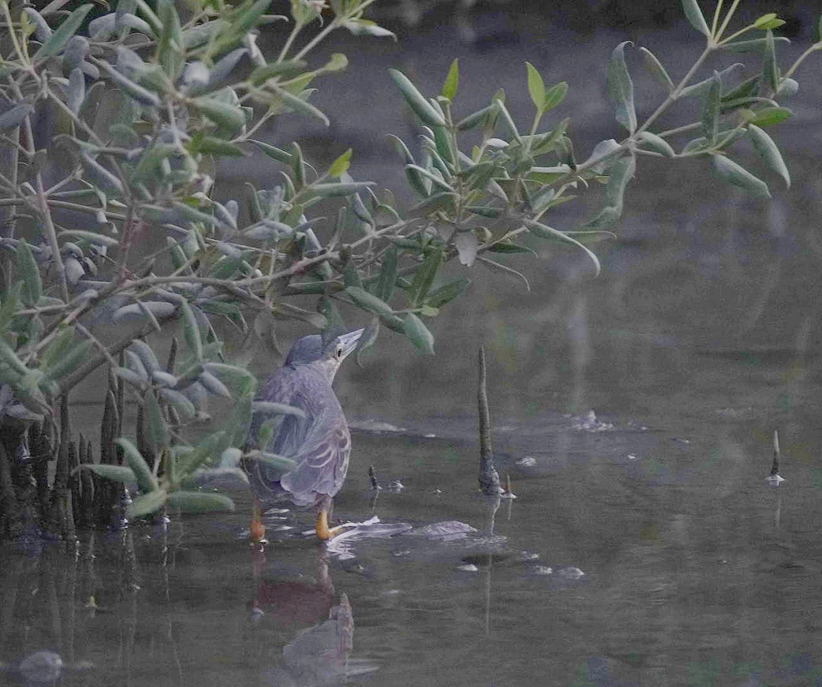 Striated Heron - ML619876025