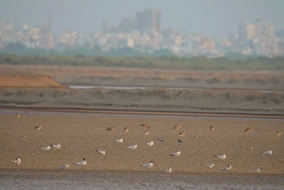 Whiskered Tern - ML619876042