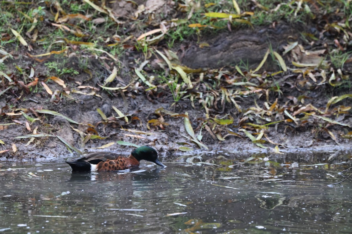 Chestnut Teal - ML619876048