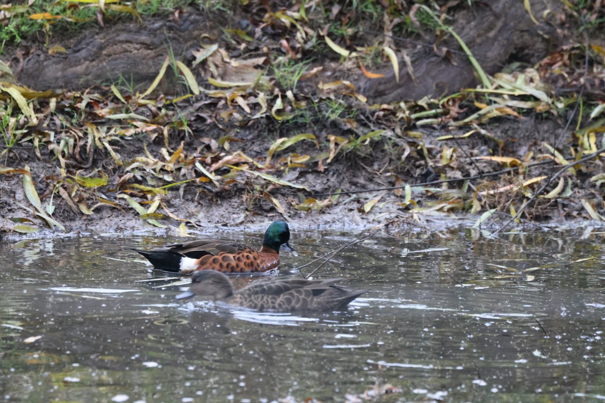 Chestnut Teal - ML619876054