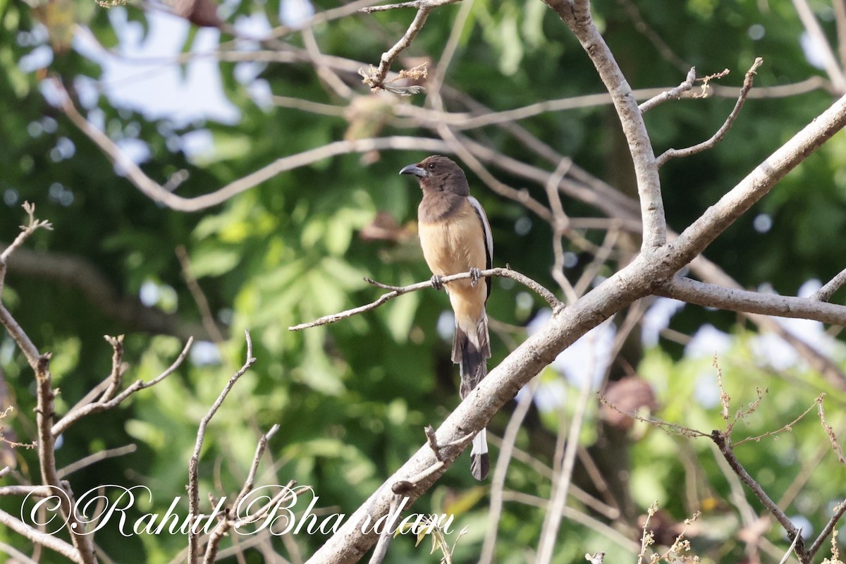 Rufous Treepie - ML619876067