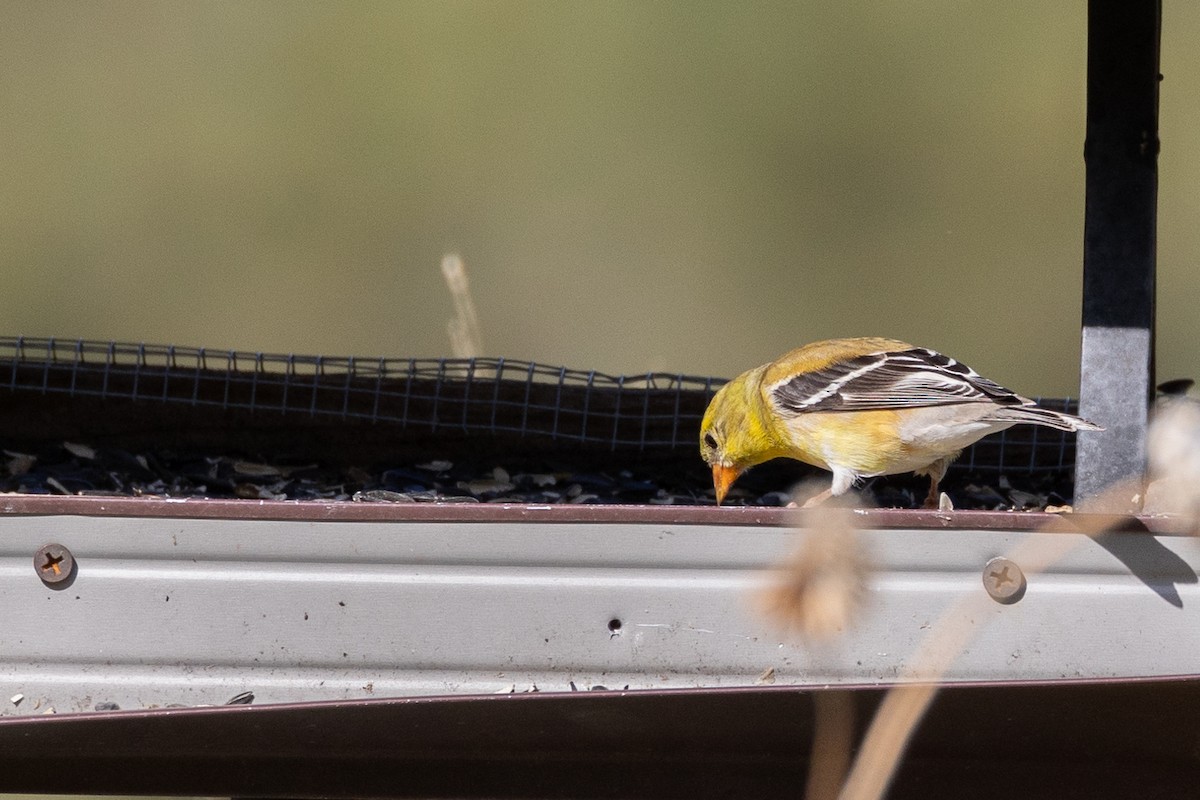 American Goldfinch - ML619876079