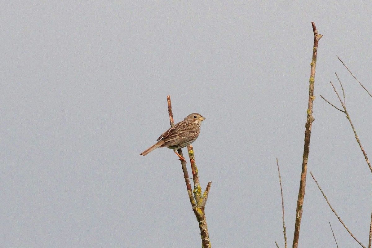 Corn Bunting - ML619876080