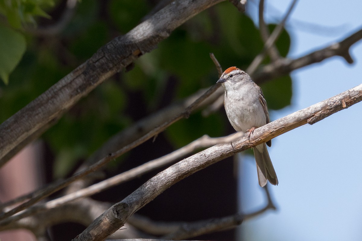 Chipping Sparrow - ML619876082