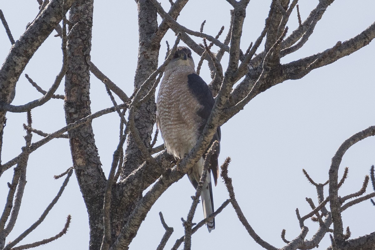 Cooper's Hawk - ML619876089