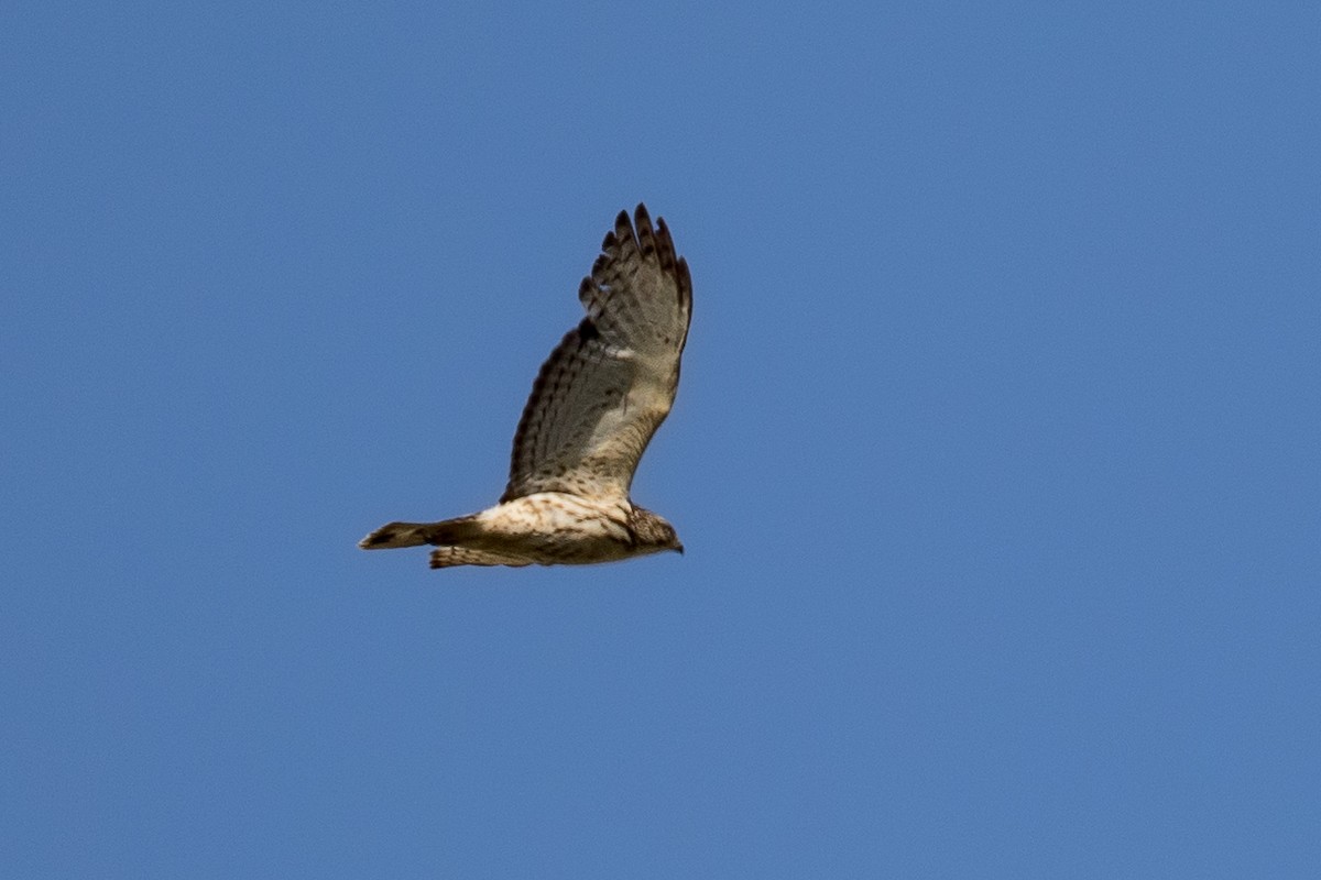 Broad-winged Hawk - ML619876094