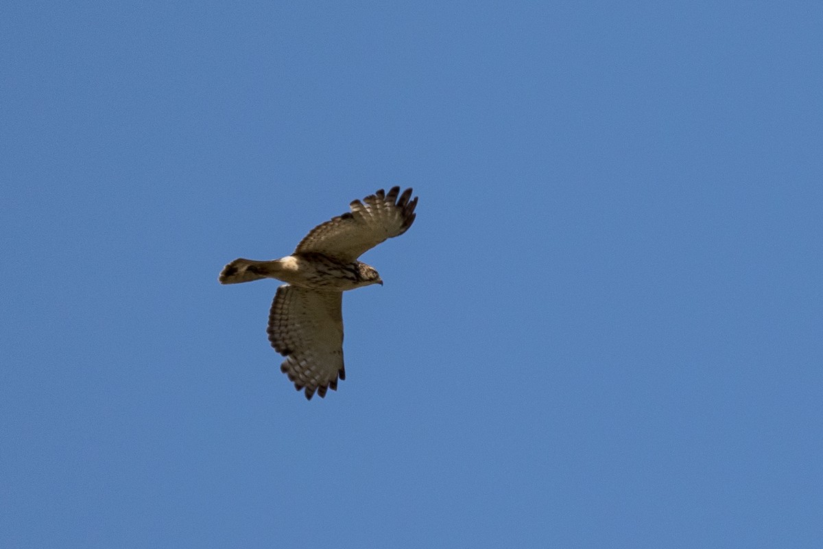 Broad-winged Hawk - ML619876098