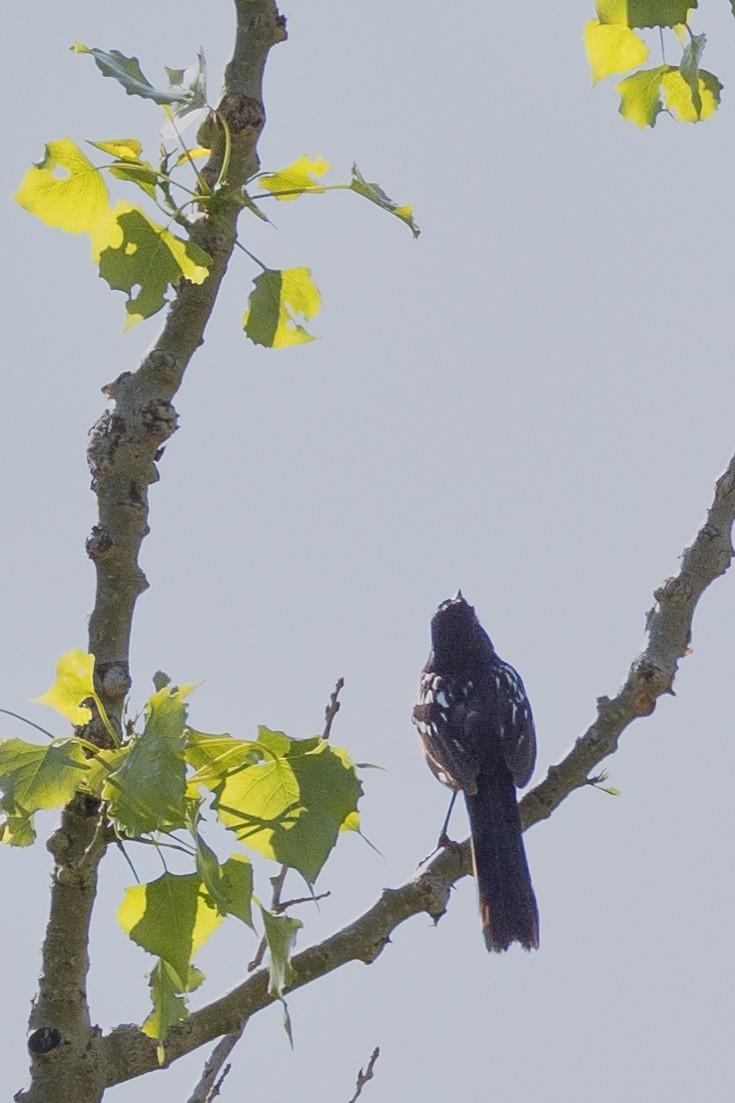 Spotted Towhee - ML619876128