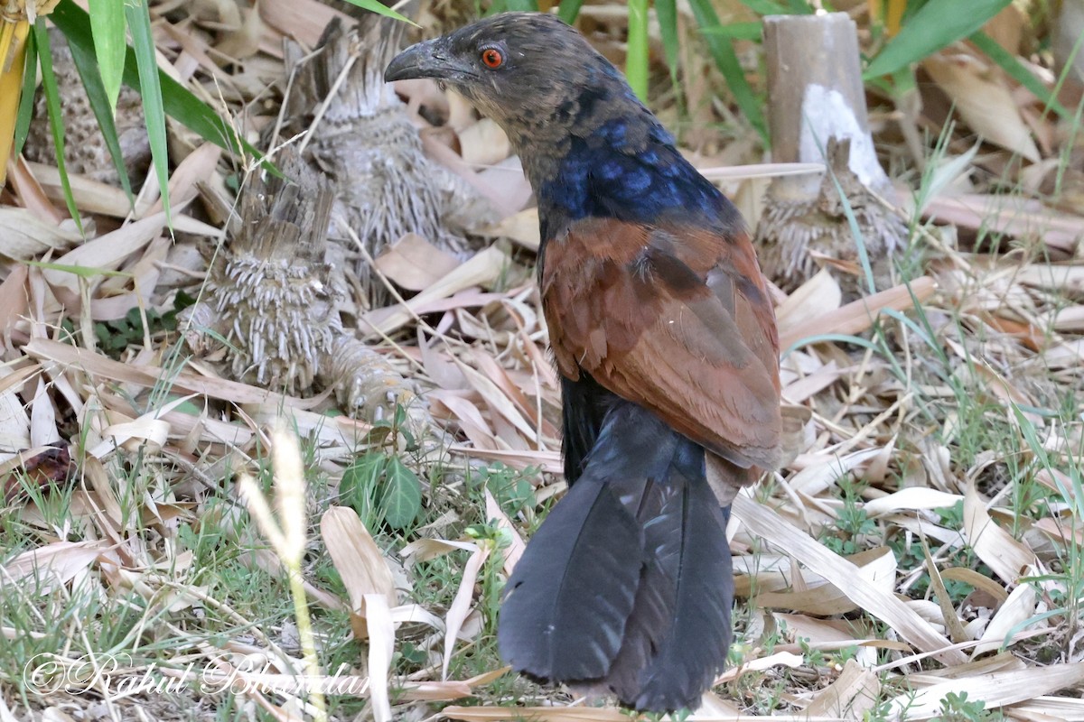 Greater Coucal - ML619876165
